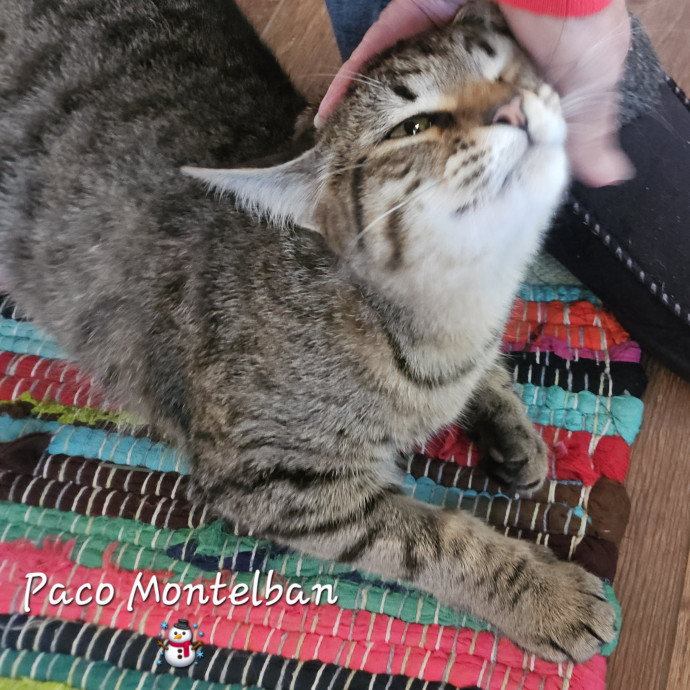 Blue Ribbon Cat Sitter Of Queen City