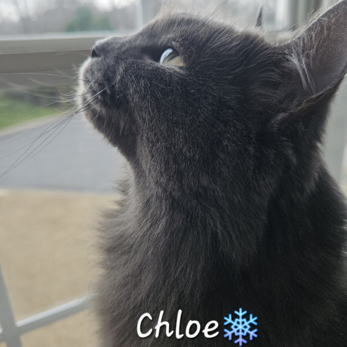 Blue Ribbon Cat Sitter Of Queen City