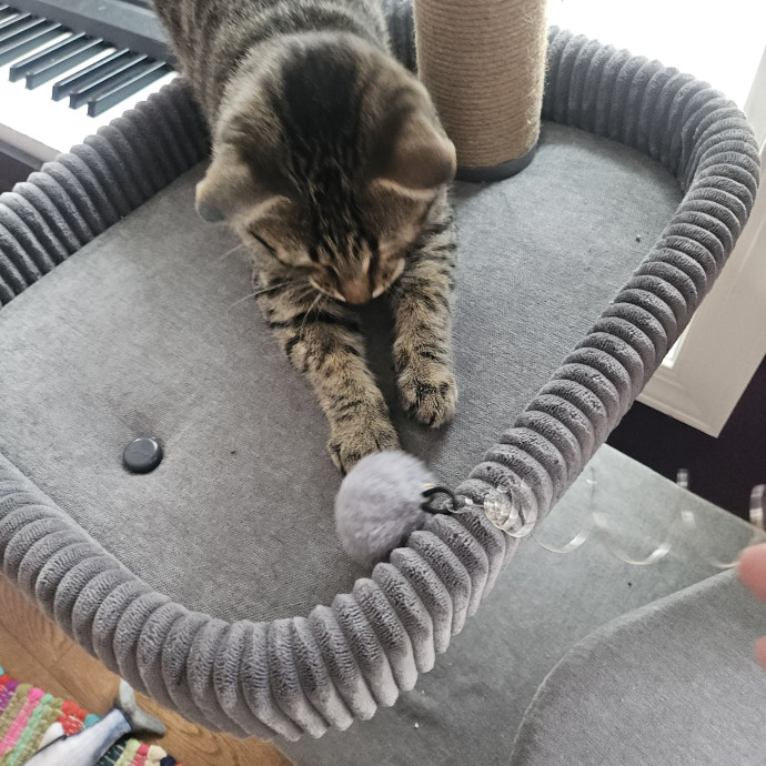 Blue Ribbon Cat Sitter Of Queen City