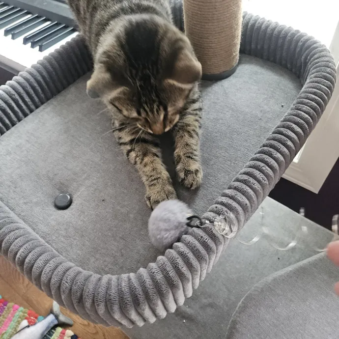 Blue Ribbon Cat Sitter Of Queen City