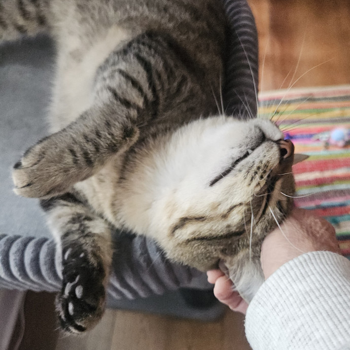 Blue Ribbon Cat Sitter Of Queen City