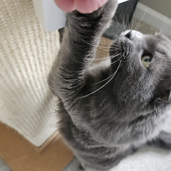 Blue Ribbon Cat Sitter Of Queen City