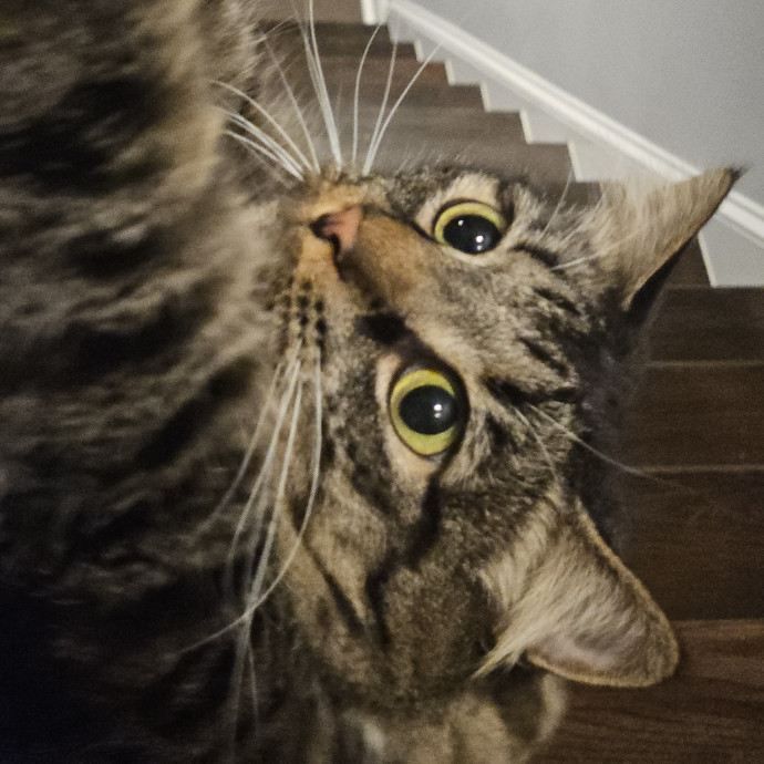 Blue Ribbon Cat Sitter Of Queen City