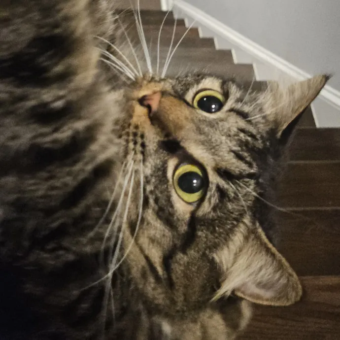 Blue Ribbon Cat Sitter Of Queen City