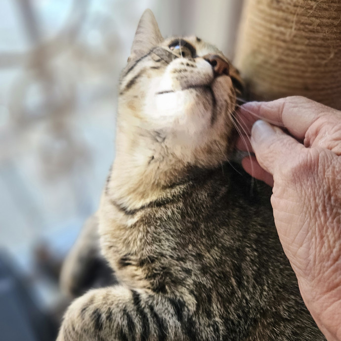 Blue Ribbon Cat Sitter Of Queen City