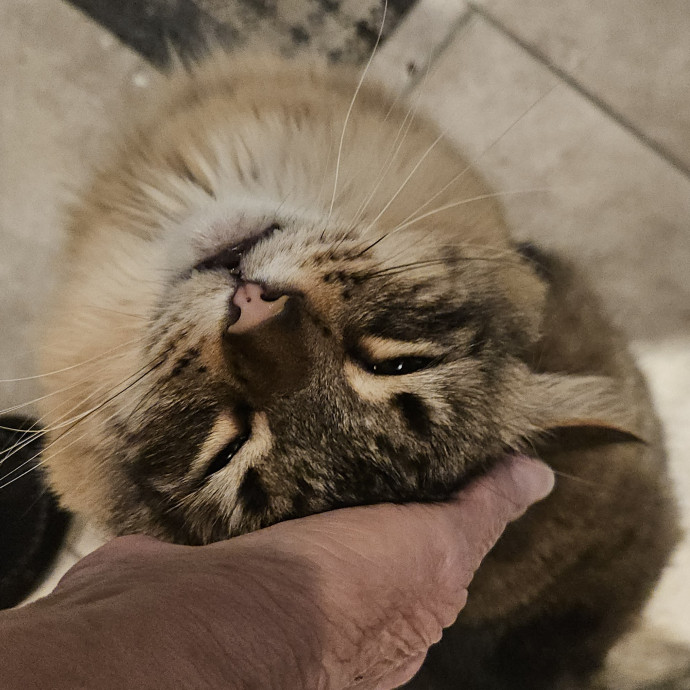 Blue Ribbon Cat Sitter Of Queen City