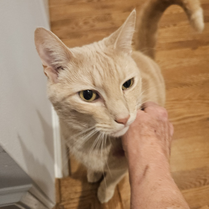 Blue Ribbon Cat Sitter Of Queen City