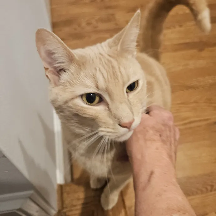 Blue Ribbon Cat Sitter Of Queen City