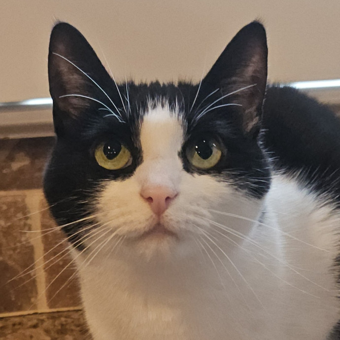 Blue Ribbon Cat Sitter Of Queen City