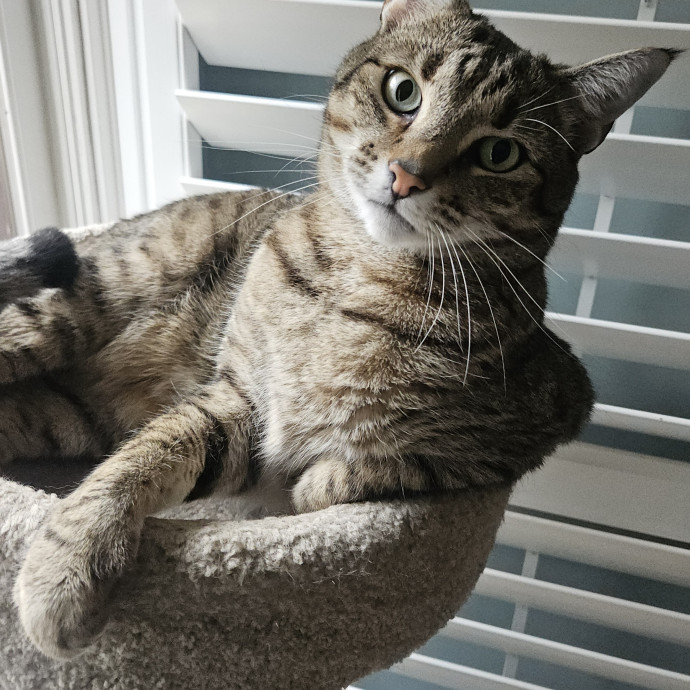 Blue Ribbon Cat Sitter Of Queen City