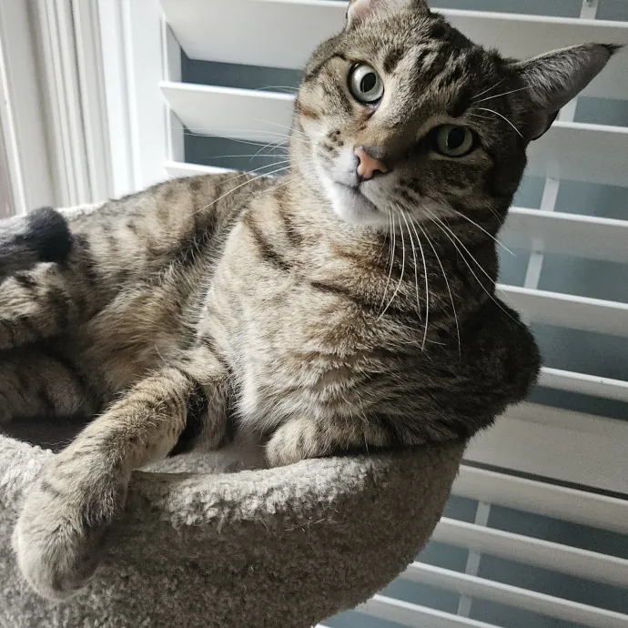 Blue Ribbon Cat Sitter Of Queen City