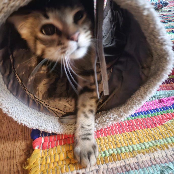 Blue Ribbon Cat Sitter Of Queen City