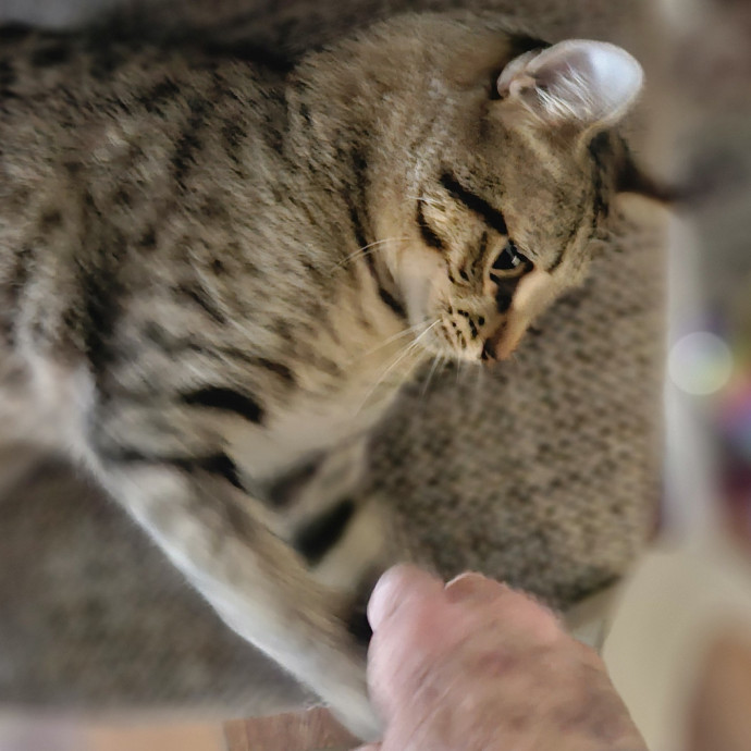 Blue Ribbon Cat Sitter Of Queen City