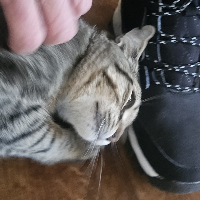 Blue Ribbon Cat Sitter Of Queen City