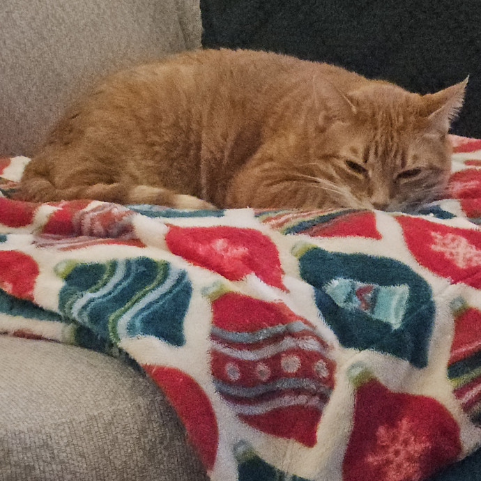 Blue Ribbon Cat Sitter Of Queen City