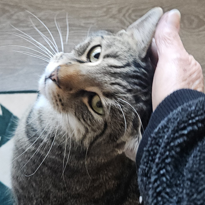 Blue Ribbon Cat Sitter Of Queen City