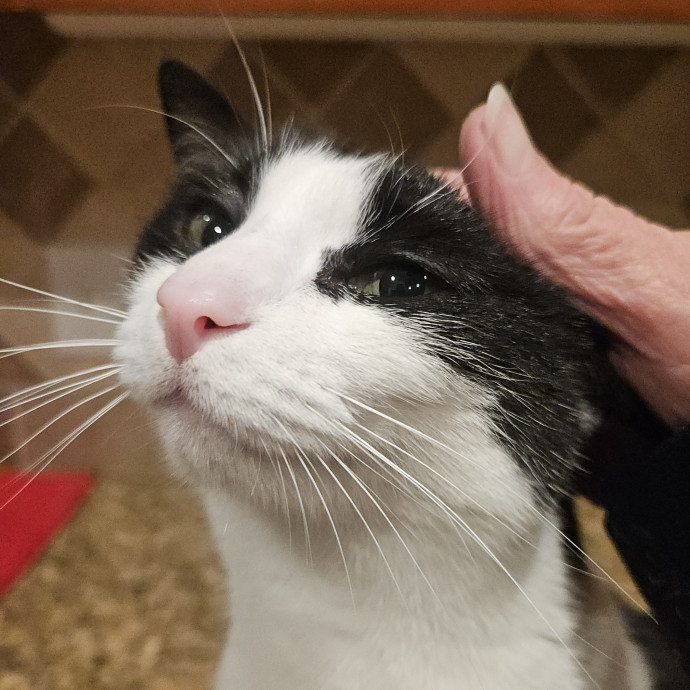 Blue Ribbon Cat Sitter Of Queen City