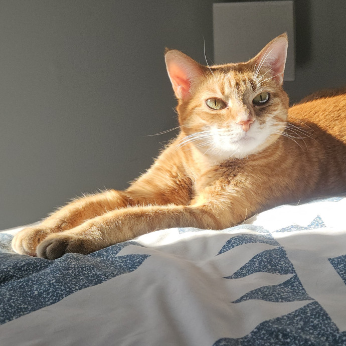 Blue Ribbon Cat Sitter Of Queen City