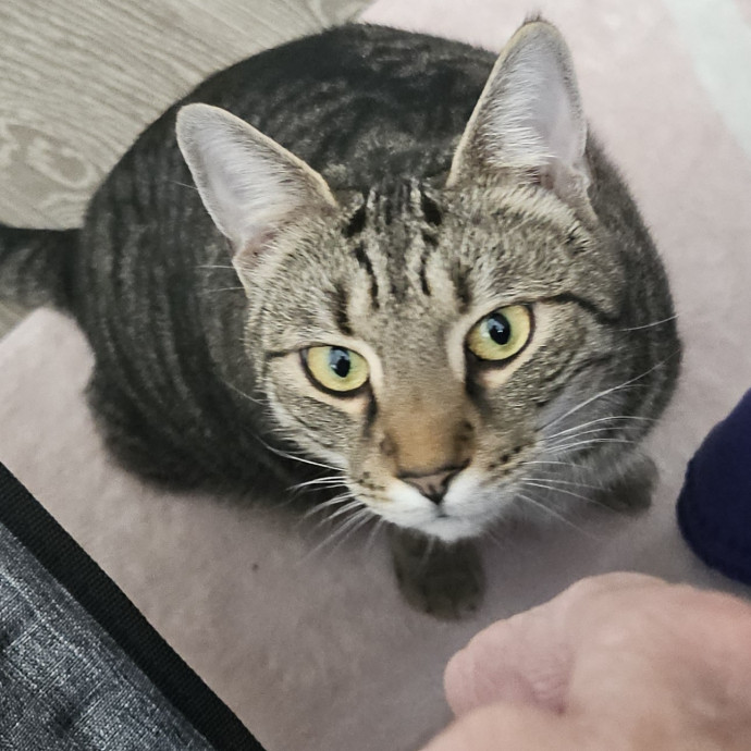 Blue Ribbon Cat Sitter Of Queen City