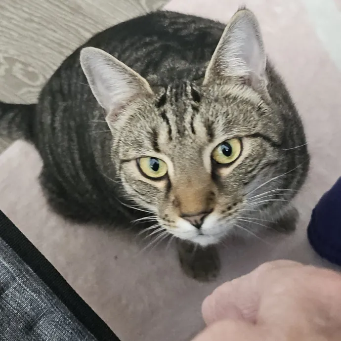 Blue Ribbon Cat Sitter Of Queen City