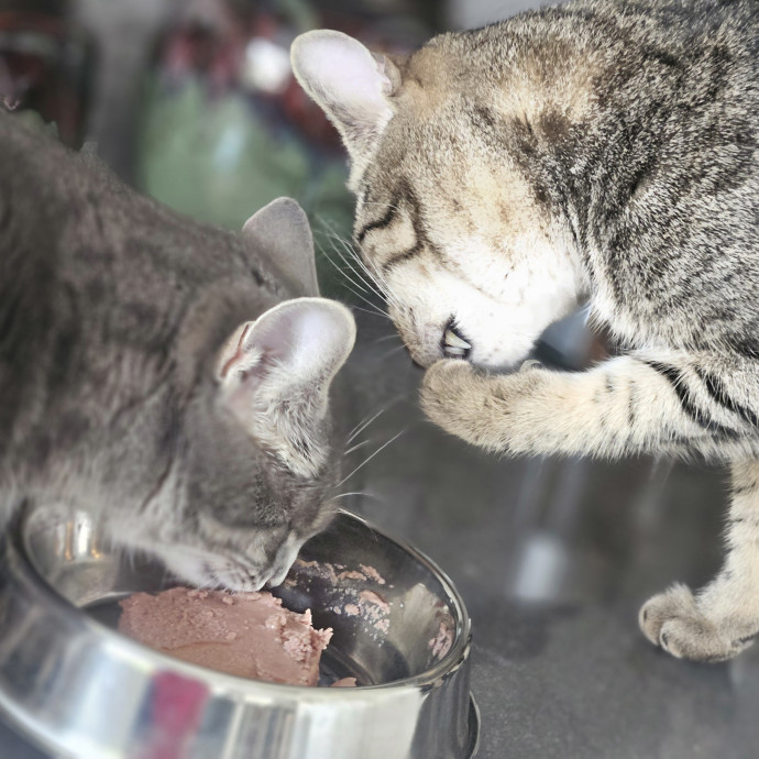 Blue Ribbon Cat Sitter Of Queen City
