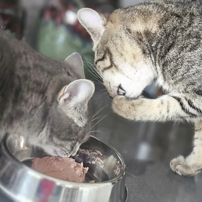 Blue Ribbon Cat Sitter Of Queen City