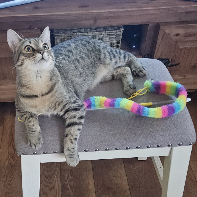 Blue Ribbon Cat Sitter Of Queen City