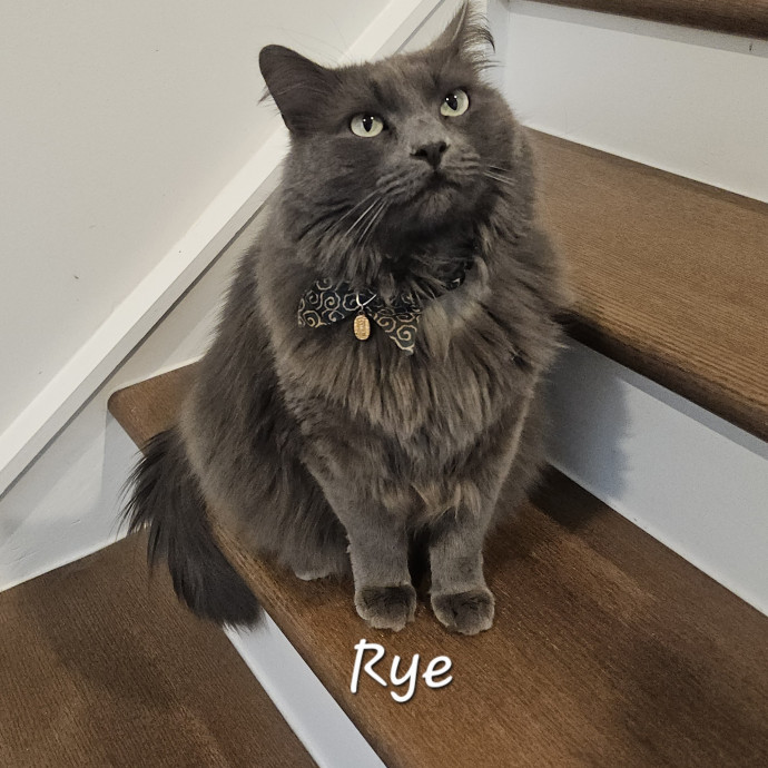 Blue Ribbon Cat Sitter Of Queen City
