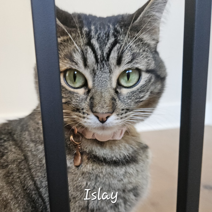 Blue Ribbon Cat Sitter Of Queen City