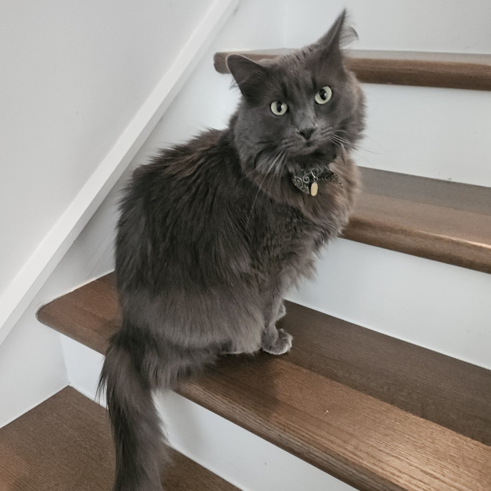 Blue Ribbon Cat Sitter Of Queen City