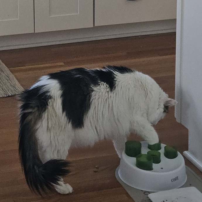 Blue Ribbon Cat Sitter Of Queen City