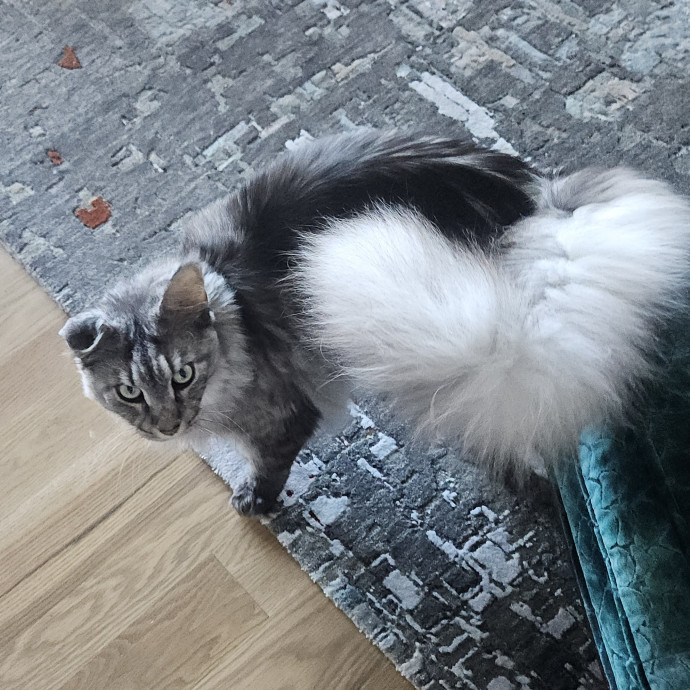 Blue Ribbon Cat Sitter Of Queen City
