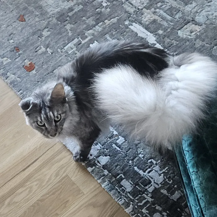 Blue Ribbon Cat Sitter Of Queen City