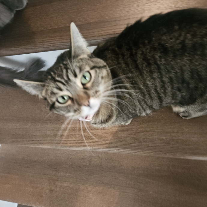 Blue Ribbon Cat Sitter Of Queen City