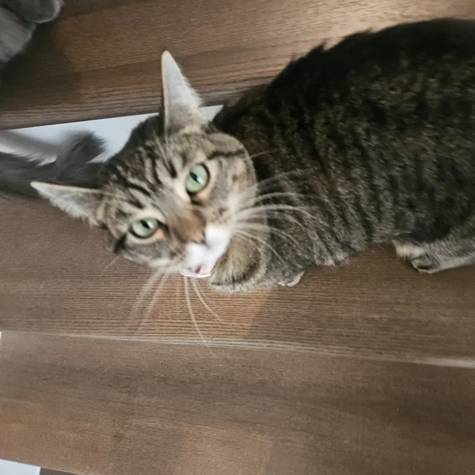 Blue Ribbon Cat Sitter Of Queen City