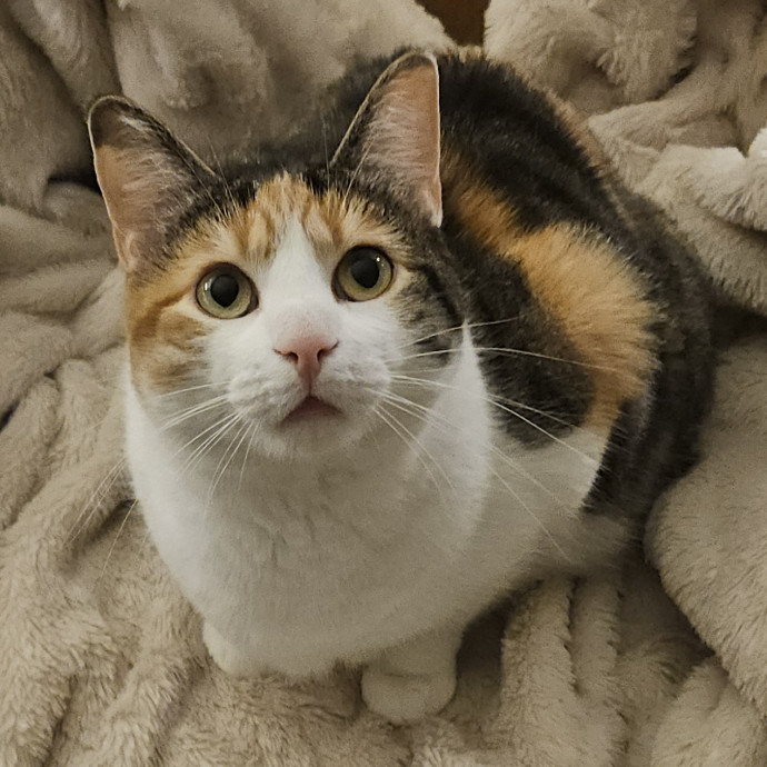Blue Ribbon Cat Sitter Of Queen City