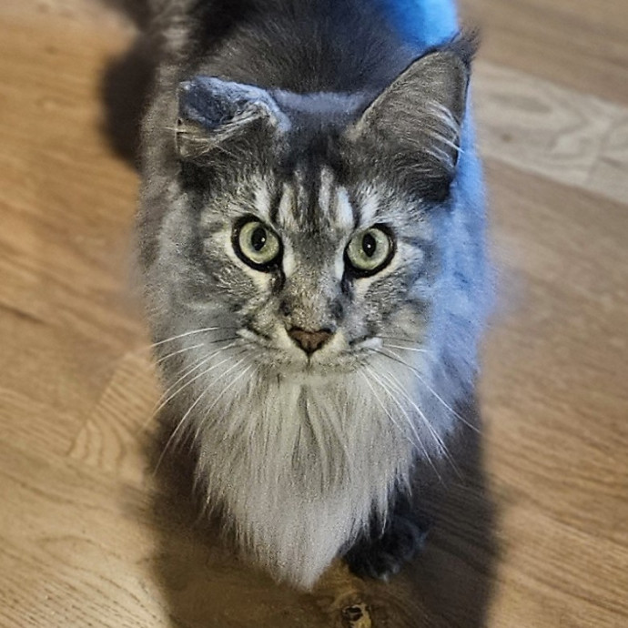 Blue Ribbon Cat Sitter Of Queen City