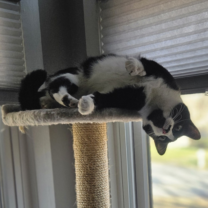 Blue Ribbon Cat Sitter Of Queen City