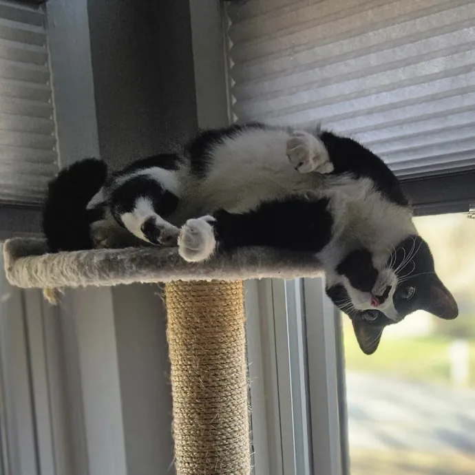 Blue Ribbon Cat Sitter Of Queen City