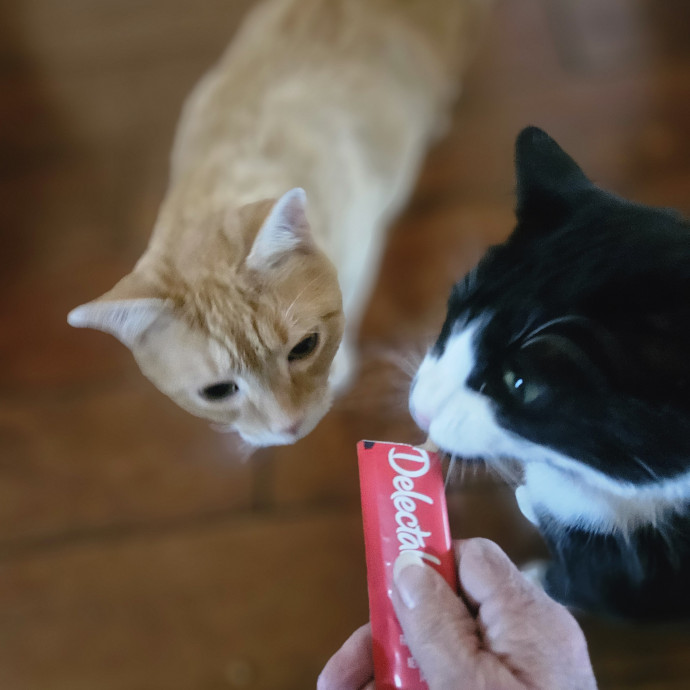 Blue Ribbon Cat Sitter Of Queen City