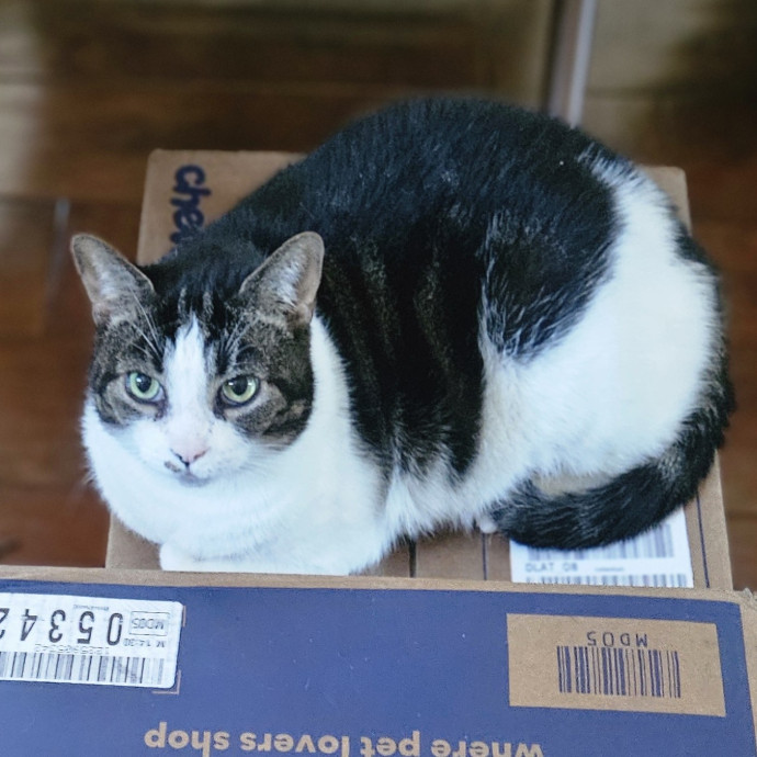Blue Ribbon Cat Sitter Of Queen City