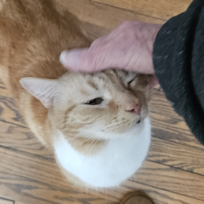 Blue Ribbon Cat Sitter Of Queen City