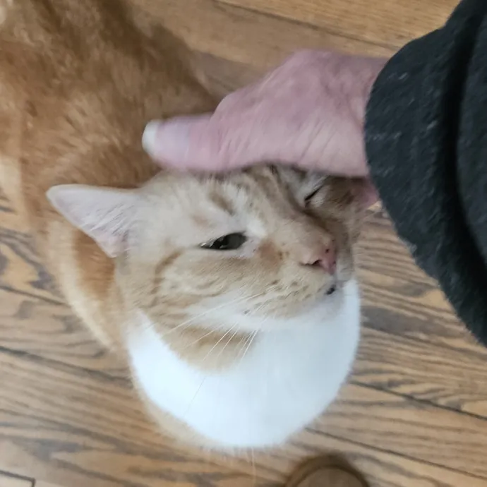 Blue Ribbon Cat Sitter Of Queen City