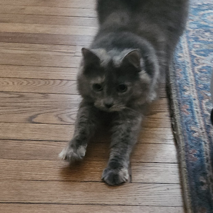 Blue Ribbon Cat Sitter Of Queen City