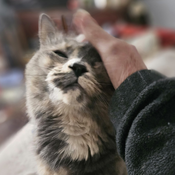Blue Ribbon Cat Sitter Of Queen City
