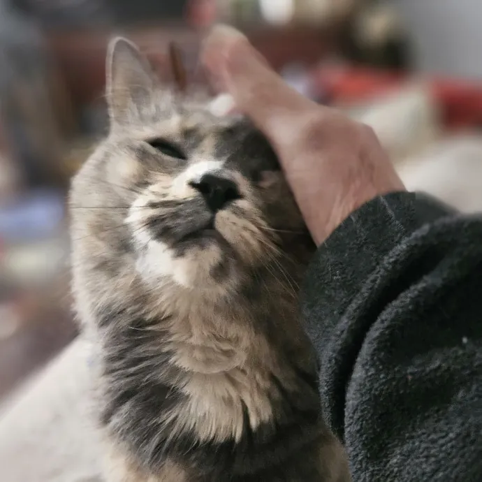 Blue Ribbon Cat Sitter Of Queen City