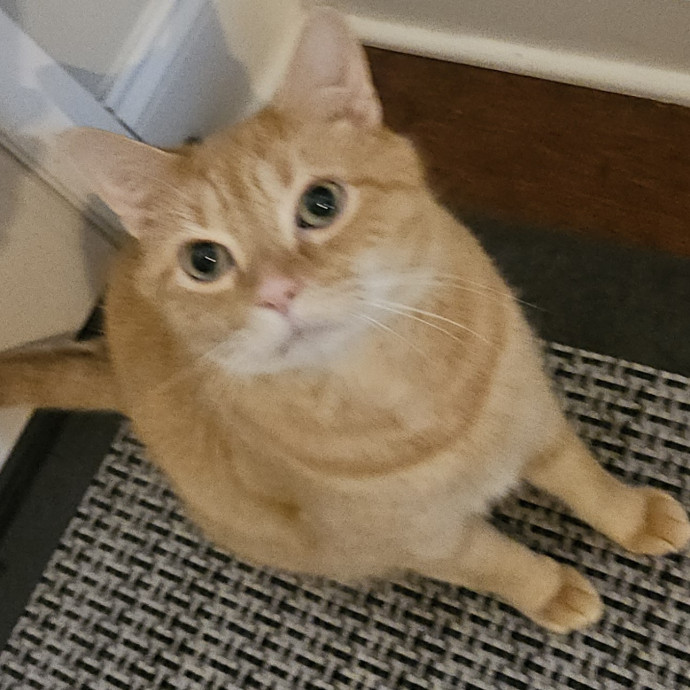 Blue Ribbon Cat Sitter Of Queen City