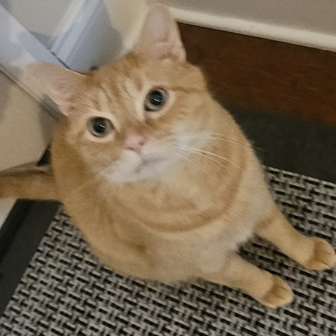 Blue Ribbon Cat Sitter Of Queen City