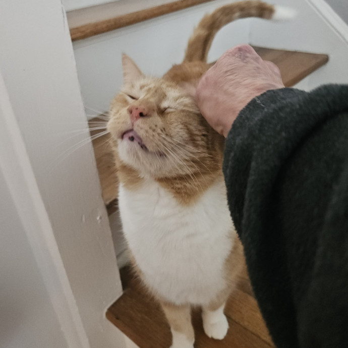 Blue Ribbon Cat Sitter Of Queen City