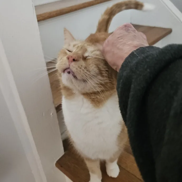 Blue Ribbon Cat Sitter Of Queen City